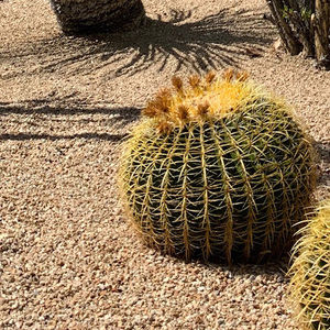 Meet your Posher, Jessie